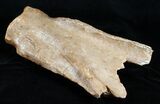 Woolly Rhinoceros Scapula Bone (Partial) - Late Pleistocene #3449-1